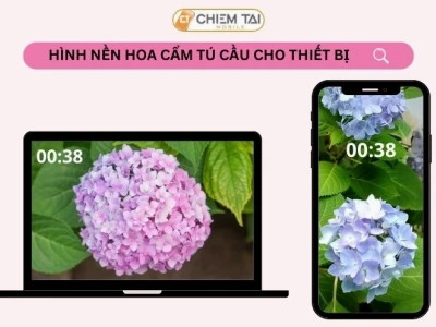 Hình nền hoa cẩm tú cầu chill: Vẻ đẹp dịu dàng cho không gian số