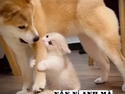 Khám phá kho Meme Năn Nỉ hài hước và những tình huống "cầu xin" bá đạo nhất