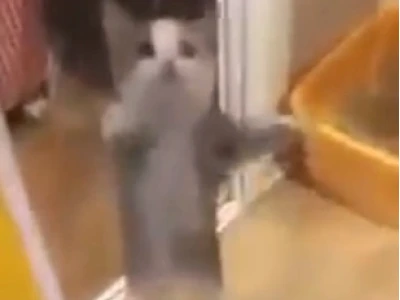 Khám phá thế giới của Happy Cat Meme: Nguồn gốc, ý nghĩa và các biến thể