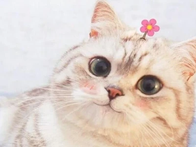 Khám phá thế giới meme mèo đáng yêu: Những khoảnh khắc 'cười ra nước mắt' 2026