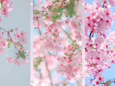 Khám phá vẻ đẹp tinh tế của hình nền hoa anh đào 4k anime