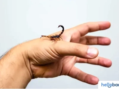 Mẹo Dân Gian Xử Lý Khi Bị Bọ Cạp Cắn An Toàn và Hiệu Quả