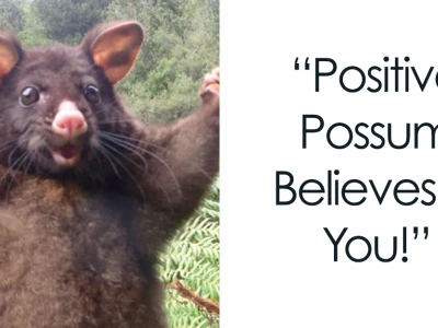 Những Meme 'You Can Do It' Truyền Cảm Hứng Đỉnh Cao