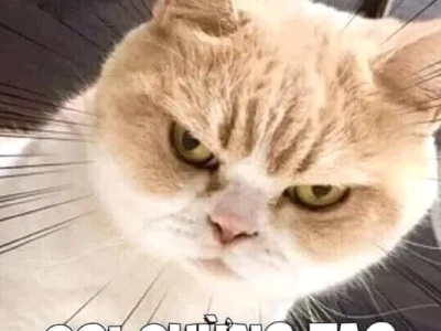 Tổng hợp meme tức giận dễ thương và những biểu cảm khó đỡ 2026